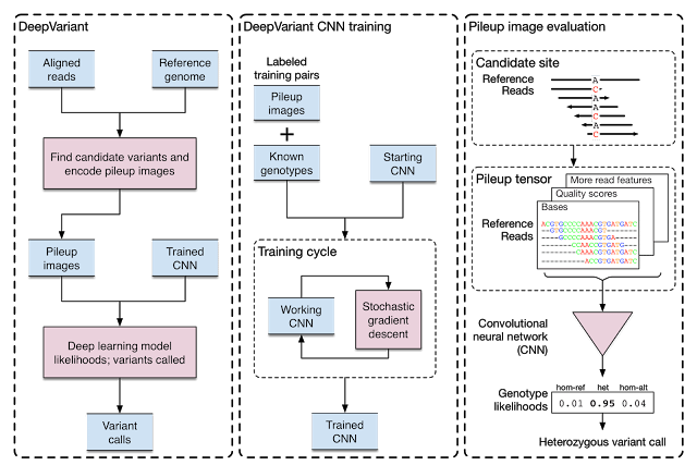 Google Releases DeepVariant AI For Genomics