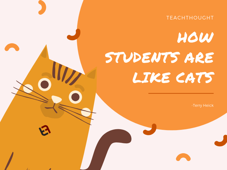 how students are like cats