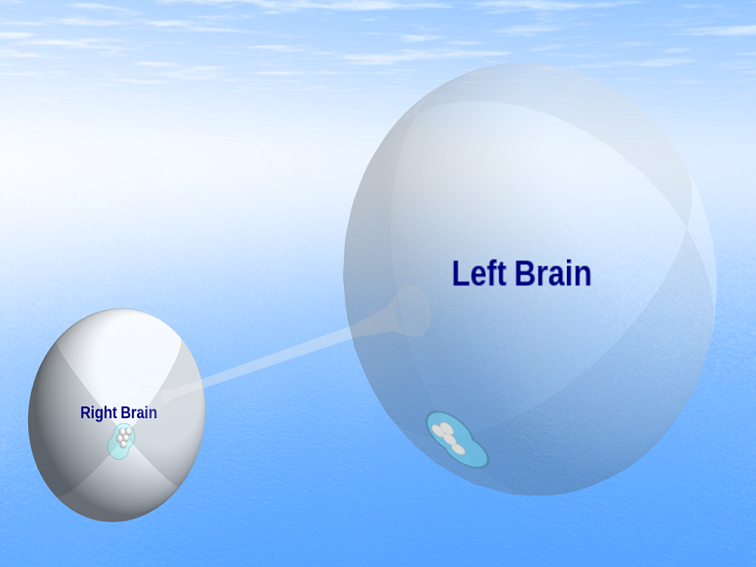 left v right brain